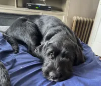 Gray collar male, a male Labradoodle for sale in Brooklyn, NY – Photo 3 of 10