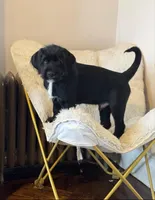 Gray collar male, a male Labradoodle for sale in Brooklyn, NY – Photo 1 of 10