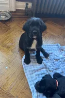 Gray collar male, a male Labradoodle for sale in Brooklyn, NY – Photo 2 of 10