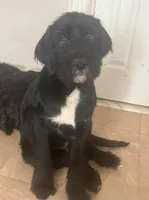 Mr. Gray, a male Labradoodle for sale in Brooklyn, NY – Photo 5 of 10