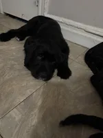 Gray collar male, a male Labradoodle for sale in Brooklyn, NY – Photo 4 of 10