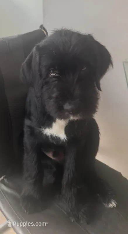 Mr. Gray – Labradoodle puppy for sale in Brooklyn, NY