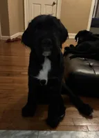 Gray collar male, a male Labradoodle for sale in Brooklyn, NY – Photo 5 of 10