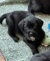 Gray collar male, a male Labradoodle for sale in Brooklyn, NY – Photo 10 of 10