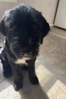 Mr. Gray, a male Labradoodle for sale in Brooklyn, NY – Photo 6 of 10