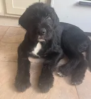 Mr. Gray, a male Labradoodle for sale in Brooklyn, NY – Photo 4 of 10