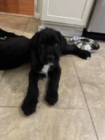 Gray collar male, a male Labradoodle for sale in Brooklyn, NY – Photo 4 of 10