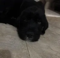 Gray collar male, a male Labradoodle for sale in Brooklyn, NY – Photo 7 of 10