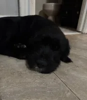 Gray collar male, a male Labradoodle for sale in Brooklyn, NY – Photo 8 of 10