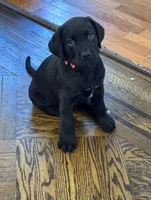 Dark Pink collar female, a female Cane Corso and Labradoodle for sale in Brooklyn, NY – Photo 9 of 10