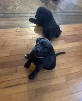 Dark Pink collar female, a female Cane Corso and Labradoodle for sale in Brooklyn, NY – Photo 10 of 10
