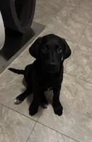 Dark Pink collar female, a female Cane Corso and Labradoodle for sale in Brooklyn, NY – Photo 5 of 10