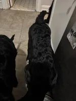 Dark Pink collar female, a female Cane Corso and Labradoodle for sale in Brooklyn, NY – Photo 6 of 10