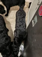 Dark Pink collar female, a female Cane Corso and Labradoodle for sale in Brooklyn, NY – Photo 7 of 10