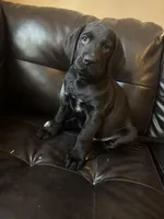 Dark Pink collar female, a female Cane Corso and Labradoodle for sale in Brooklyn, NY – Photo 2 of 10