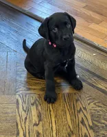 Dark Pink collar female, a female Cane Corso and Labradoodle for sale in Brooklyn, NY – Photo 8 of 10