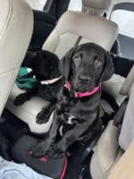 Dark Pink collar female, a female Cane Corso and Labradoodle for sale in Brooklyn, NY – Photo 3 of 10