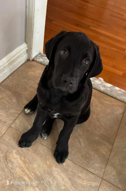 Miss Pink – Cane Corso, Labradoodle puppy for sale in Brooklyn, NY