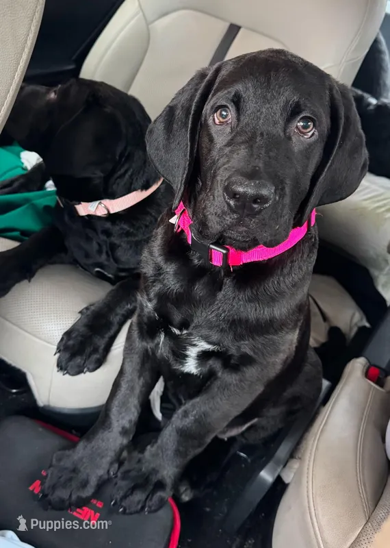 Dark Pink collar female – Cane Corso, Labradoodle puppy for sale in Brooklyn, NY