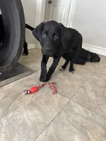 Miss Pink, a female Cane Corso and Labradoodle for sale in Brooklyn, NY – Photo 7 of 10