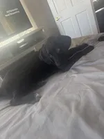 Miss Pink, a female Cane Corso and Labradoodle for sale in Brooklyn, NY – Photo 6 of 10