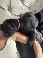 Dark Pink collar female, a female Cane Corso and Labradoodle for sale in Brooklyn, NY – Photo 5 of 10