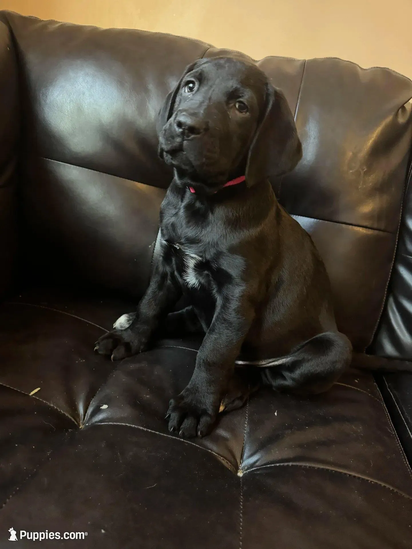 Miss Pink, a female Cane Corso and Labradoodle for sale in Brooklyn, NY – Photo 8 of 10