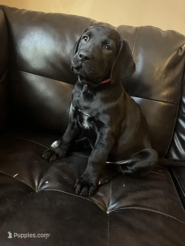 Dark Pink collar female