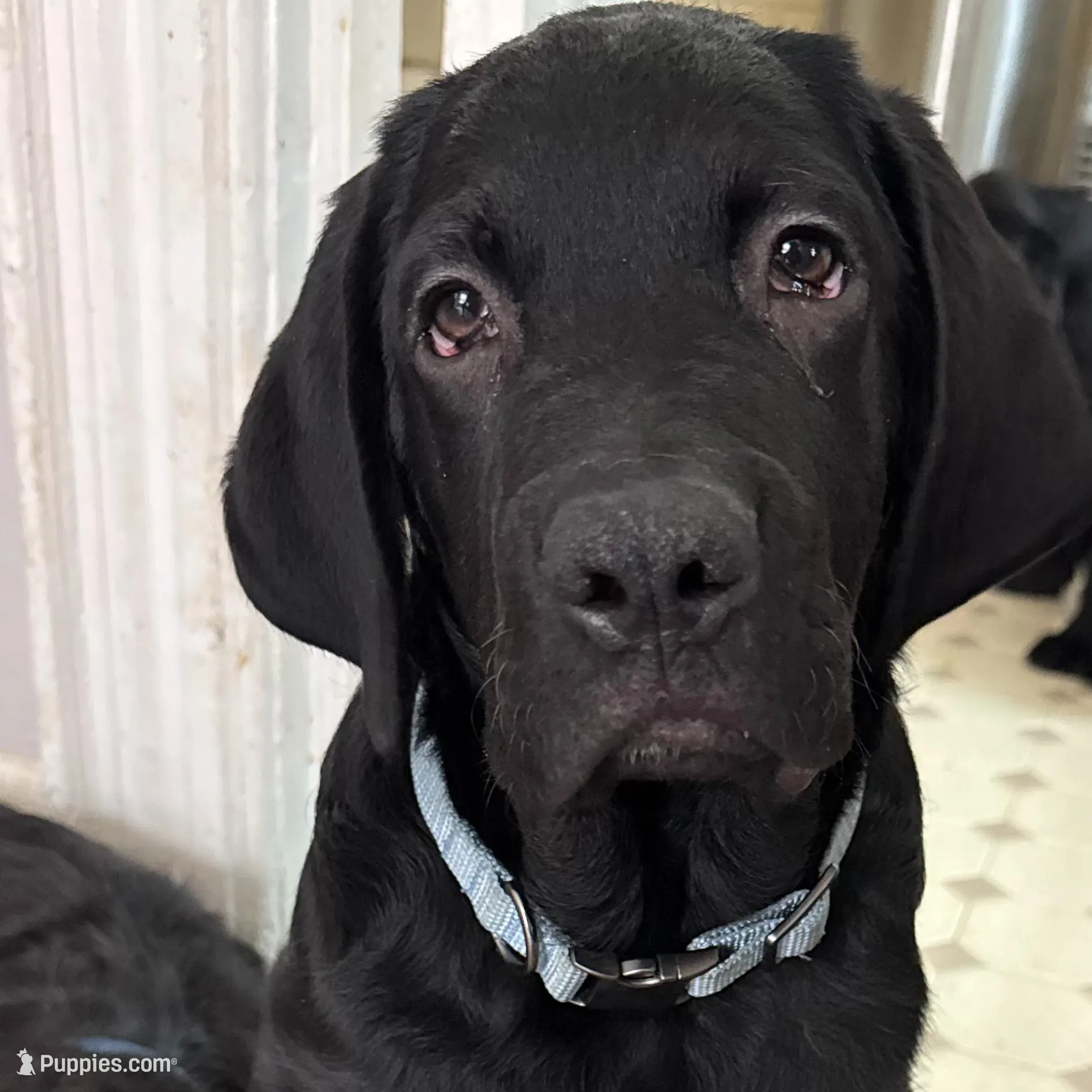 Light Blue collar male