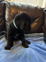 Light Blue collar male, a male Cane Corso and Labradoodle for sale in Brooklyn, NY – Photo 4 of 5
