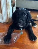 Bentley, a male Cane Corso and Labradoodle for sale in Brooklyn, NY – 2 of 3