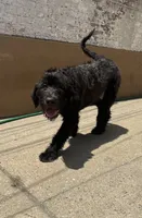 Buddy , a male Labradoodle for sale in Brooklyn, NY – 6 of 10