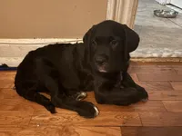 Red collar male, a male Cane Corso and Labradoodle for sale in Brooklyn, NY – Photo 2 of 9