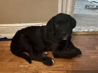 Red collar male, a male Cane Corso and Labradoodle for sale in Brooklyn, NY – Photo 3 of 9