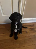 Red collar male, a male Cane Corso and Labradoodle for sale in Brooklyn, NY – Photo 5 of 9