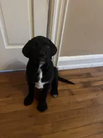 Red collar male, a male Cane Corso and Labradoodle for sale in Brooklyn, NY – Photo 4 of 9