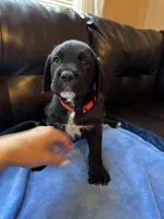 Red collar male, a male Cane Corso and Labradoodle for sale in Brooklyn, NY – Photo 9 of 9