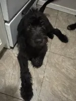 Buddy , a male Labradoodle for sale in Brooklyn, NY – 2 of 10
