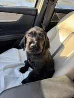 Dark Blue collar male, a male Labradoodle for sale in Brooklyn, NY – Photo 4 of 10