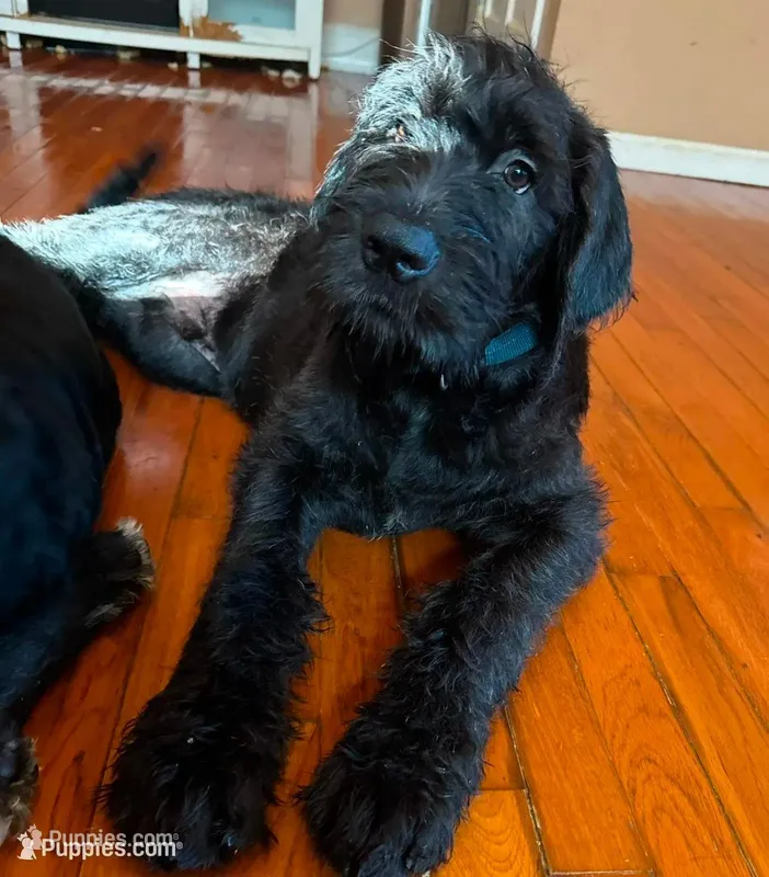 Dark Blue collar male – Labradoodle puppy for sale in Brooklyn, NY