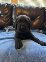 Dark Blue collar male, a male Labradoodle for sale in Brooklyn, NY – Photo 8 of 10