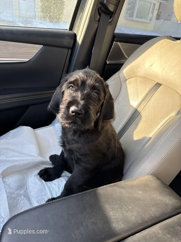 Dark Blue collar male