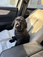 Dark Blue collar male, a male Labradoodle for sale in Brooklyn, NY – Photo 1 of 10