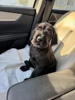 Dark Blue collar male, a male Labradoodle for sale in Brooklyn, NY – Photo 2 of 10