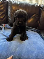 Dark Blue collar male, a male Labradoodle for sale in Brooklyn, NY – Photo 9 of 10