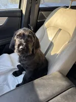 Dark Blue collar male, a male Labradoodle for sale in Brooklyn, NY – Photo 3 of 10