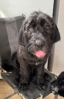 Dark Blue collar male, a male Labradoodle for sale in Brooklyn, NY – Photo 2 of 10