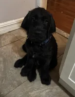 Dark Blue collar male, a male Labradoodle for sale in Brooklyn, NY – Photo 5 of 10