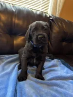 Dark Blue collar male, a male Labradoodle for sale in Brooklyn, NY – Photo 7 of 10
