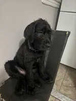 Dark Blue collar male, a male Labradoodle for sale in Brooklyn, NY – Photo 5 of 10